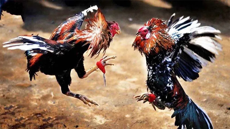 Tìm hiểu về đá gà Alo789